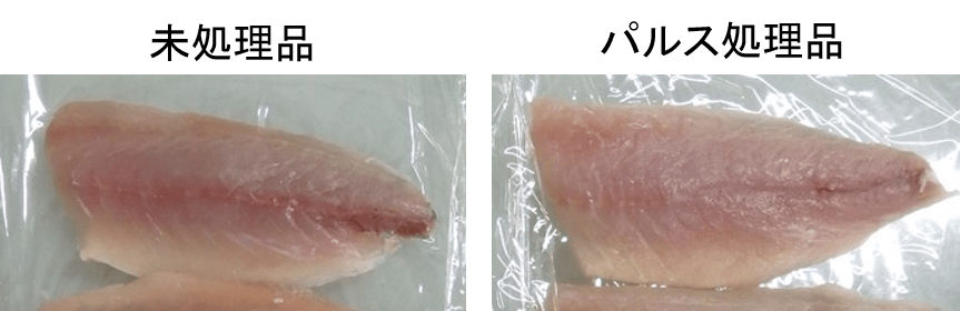 パルス処理前と後のアジの魚身　加熱や冷凍をしないため見た目の変化が少ない