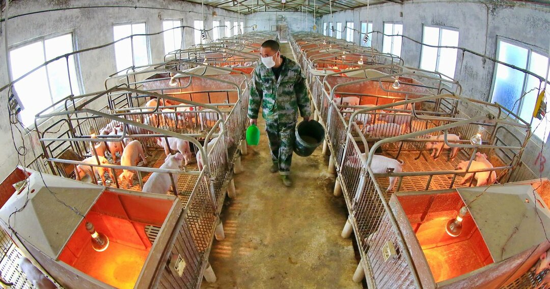 中国養豚事業