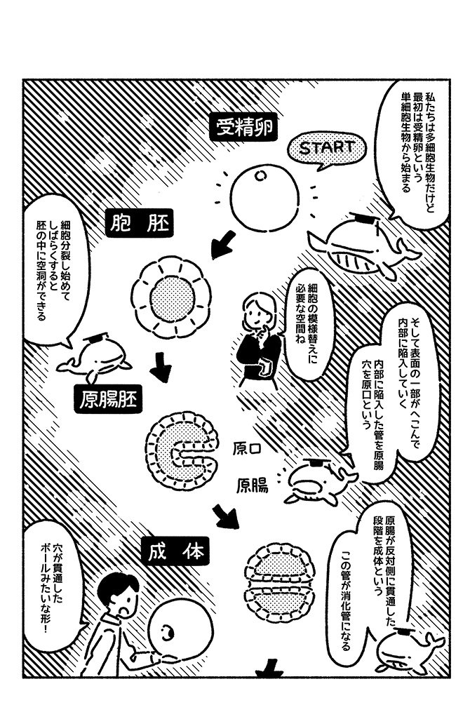 マンガでわかる「動物の前と後ろを見分ける」根本的な方法<br />