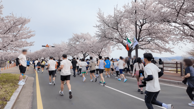 【韓国でも桜を楽しめる!?】韓国旅行でオススメの桜の観光地5選