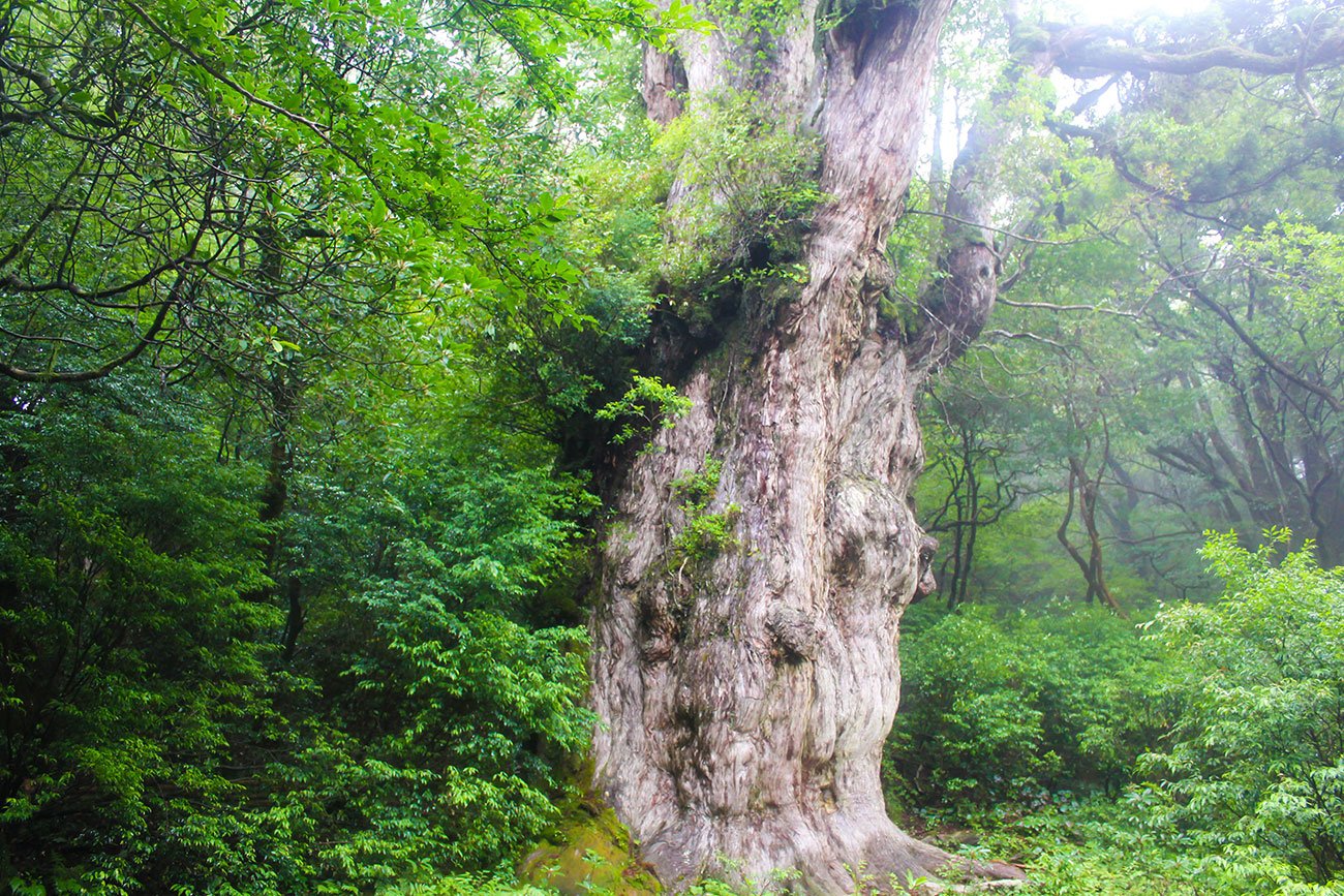 屋久島の樹齢2000年を超える巨大なスギは、他の無数のスギを犠牲にしている…「生存闘争」という残酷な真実とは？