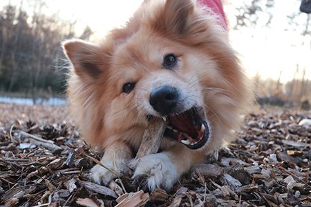 ドッグランで枝をガジガジと噛む福助