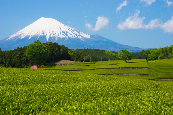 なぜ静岡県は富士山・餃子以外で他県と争わないのか