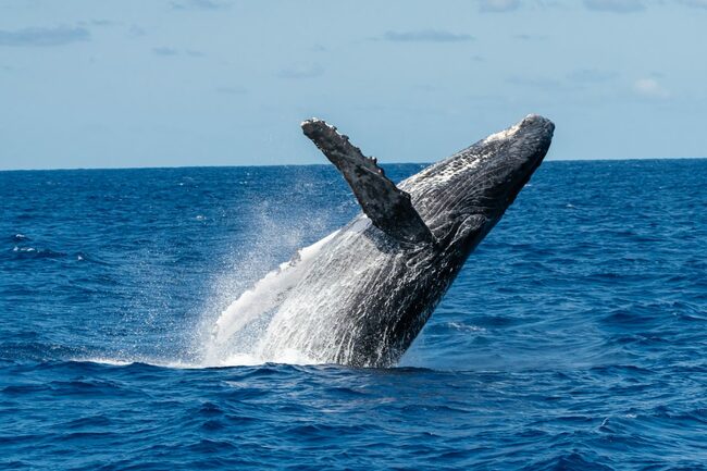ザトウクジラが回遊してくる12月～5月上旬はホエールウオッチングのシーズン