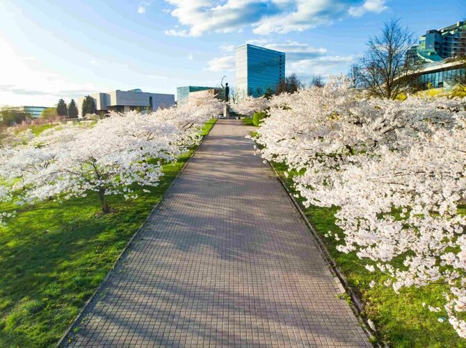 ビリニュスの杉原桜公園 Photo: Adobe Stock