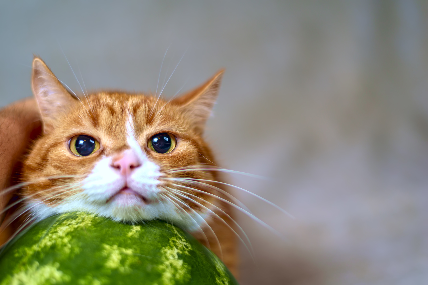 猫飼いあるある!猫は決して、この瞬間の欲望に逆らわない
