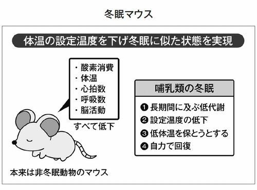 冬眠マウス
