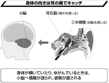 身体の向きは耳の奥でキャッチ