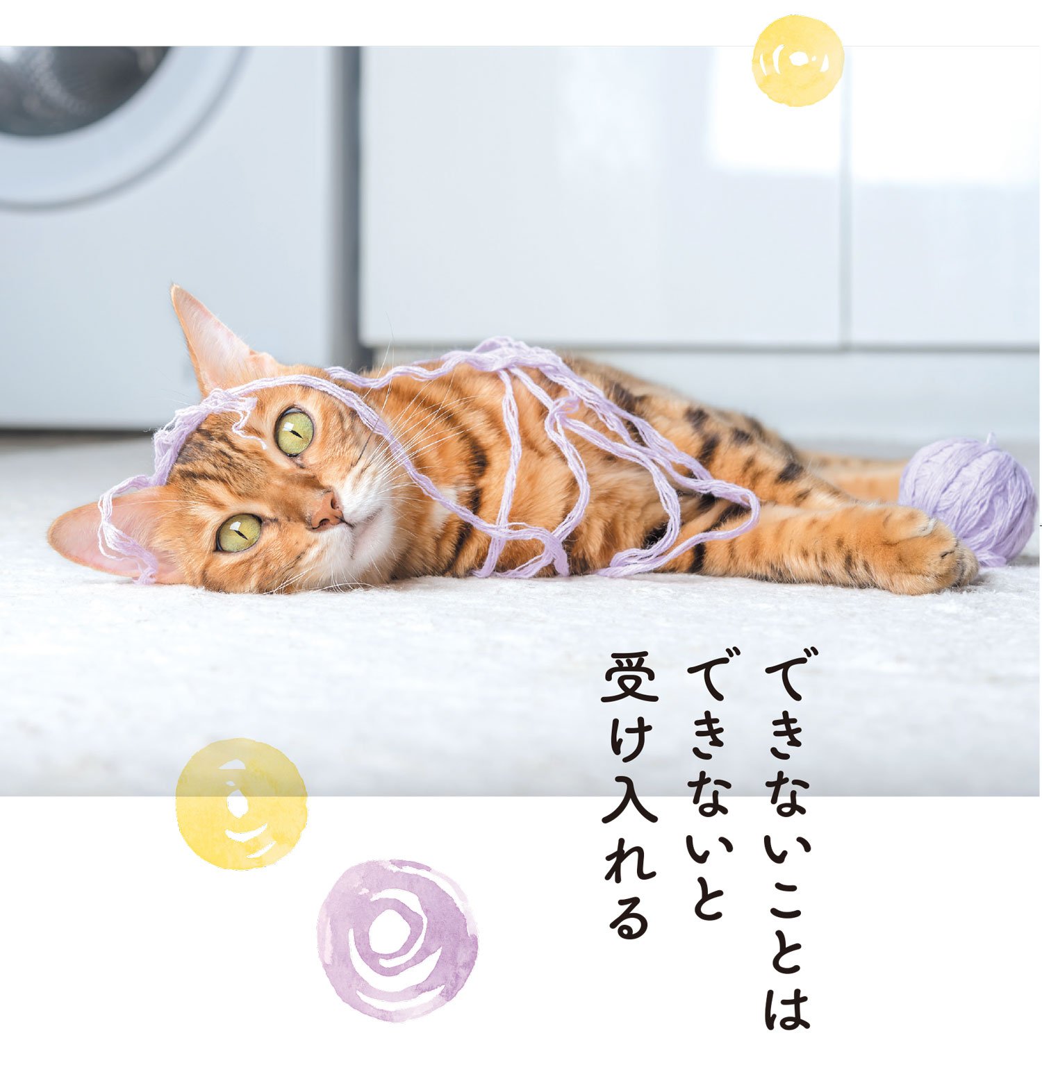 イラッとしたときに心がスーッ…ネコのように気楽になる「魔法のひと言」