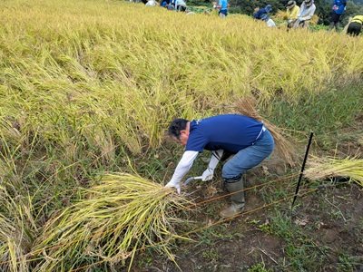 プライベートでも稲刈りのボランティア活動に参加しているという河原田社長。見事な手際でサクサクと稲刈りを進める。