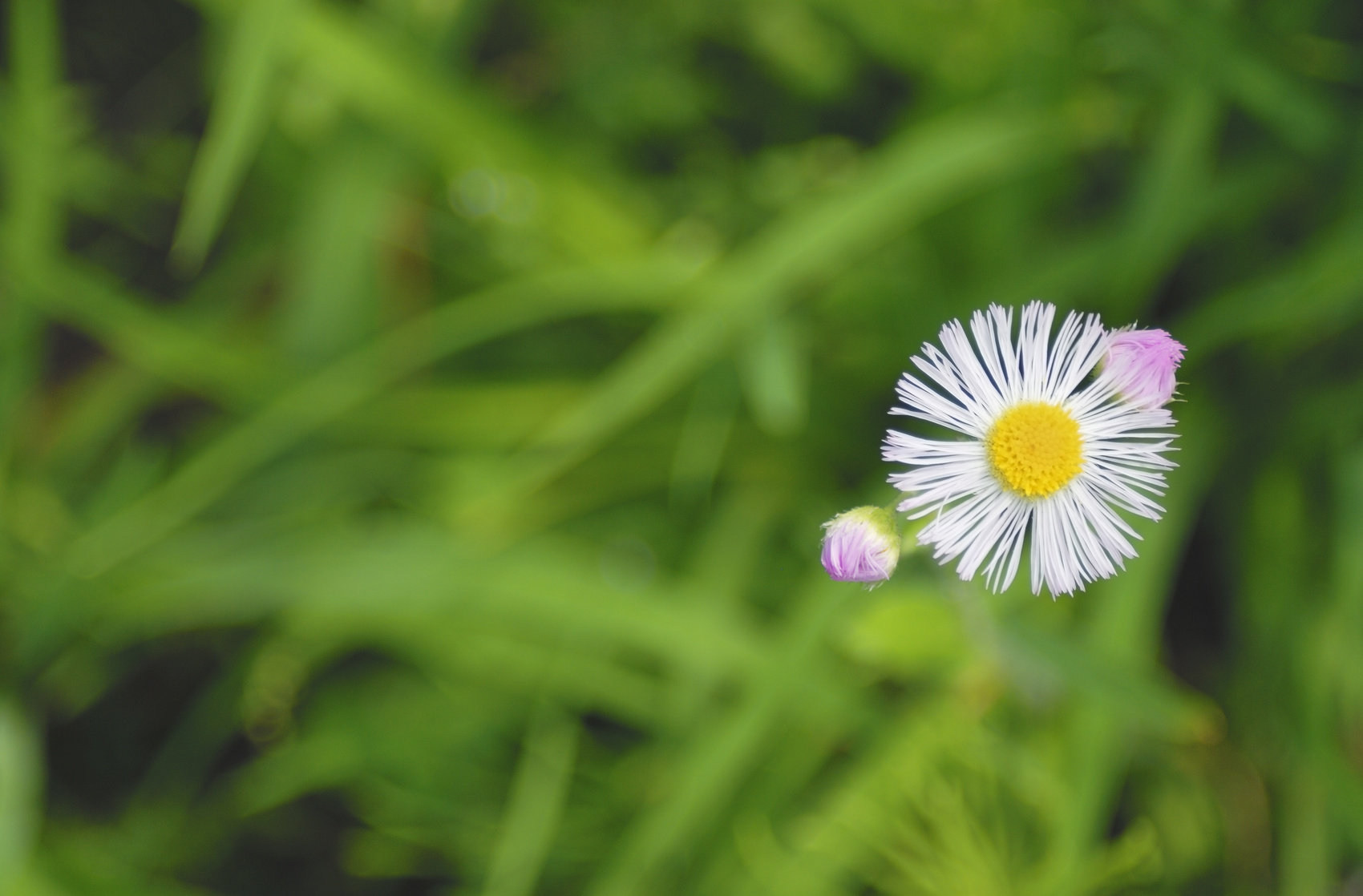 「世界に1つだけの花」を願う親が子どもを苦しめてしまう理由
