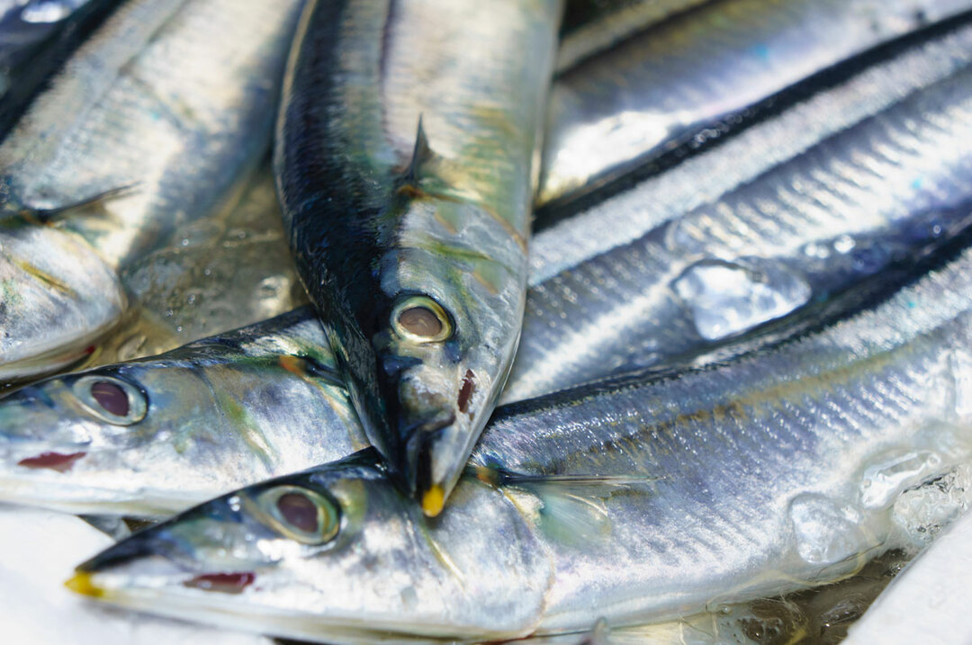 日本だけが漁獲量減少、ノルウェー漁業を見習うべき理由