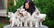 「犬の飼育頭数」が日本で2040年に半減するワケ、猫はどうなる？