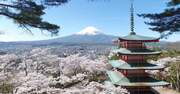 日本の絶景、満開の桜と五重塔と富士山 | ニュース3面鏡 