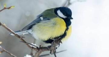 コウモリの頭蓋骨を割って脳を食べ、牛乳瓶の蓋をこじあける。【鳥たちの驚くべき社会性学習】
