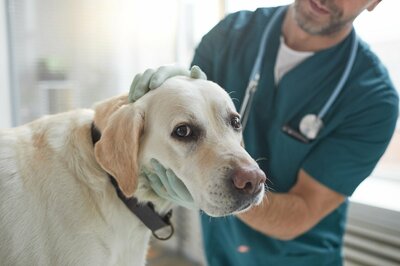 愛犬にも「がんの血液検査」を、7歳前後を目安に