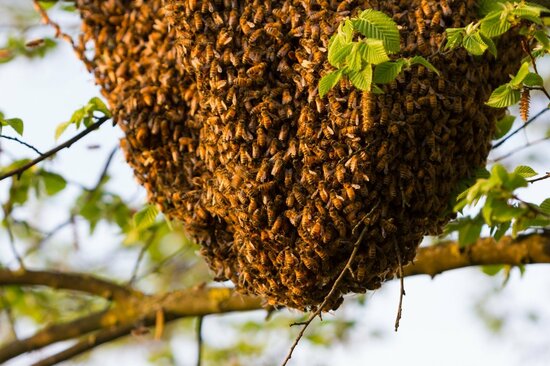 散歩中にミツバチに襲われ、全身から「2443本のハチの針」を摘出、さらには運悪くワニが現れ、愛犬がさらわれる…「世界一ミツバチに刺された男」の悲惨な結末とは