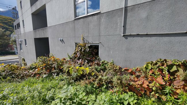 訪れたのが夏だったため、生い茂った植物が割れた窓ガラスから入り込んでいた(22年月撮影)