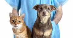 新型コロナ、動物から人間へ唯一の感染例はミンクだった！猫や犬同士は？