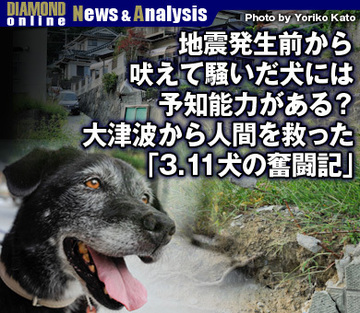 地震発生前から吠えて騒いだ犬には予知能力がある？大津波から人間を救った「3.11犬の奮闘記」