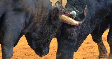 草しか食べないウシがなぜ「ムキムキ」に？筋肉をつくる“本当の餌”の正体