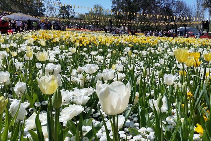 オーストラリアに「春」到来!シドニー周辺で花を楽しむお祭り5選