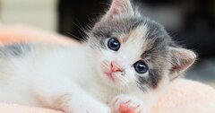 「世界の猫はざっくり何匹？」即答できたあなたは「頭がいい」！【書籍オンライン編集部セレクション】