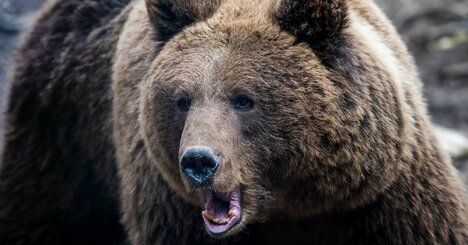 「腰から下がすべて食い尽くされていた」巨大ヒグマが家に乱入、4人を殺害した「石狩沼田幌新事件」が恐ろしすぎる