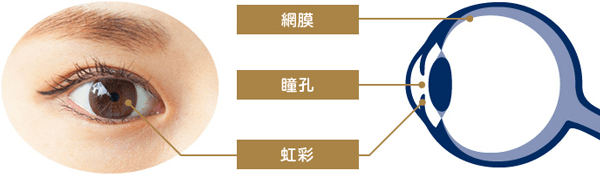 虹彩の参考画像