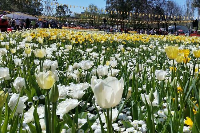 オーストラリアに「春」到来！シドニー周辺で花を楽しむお祭り5選