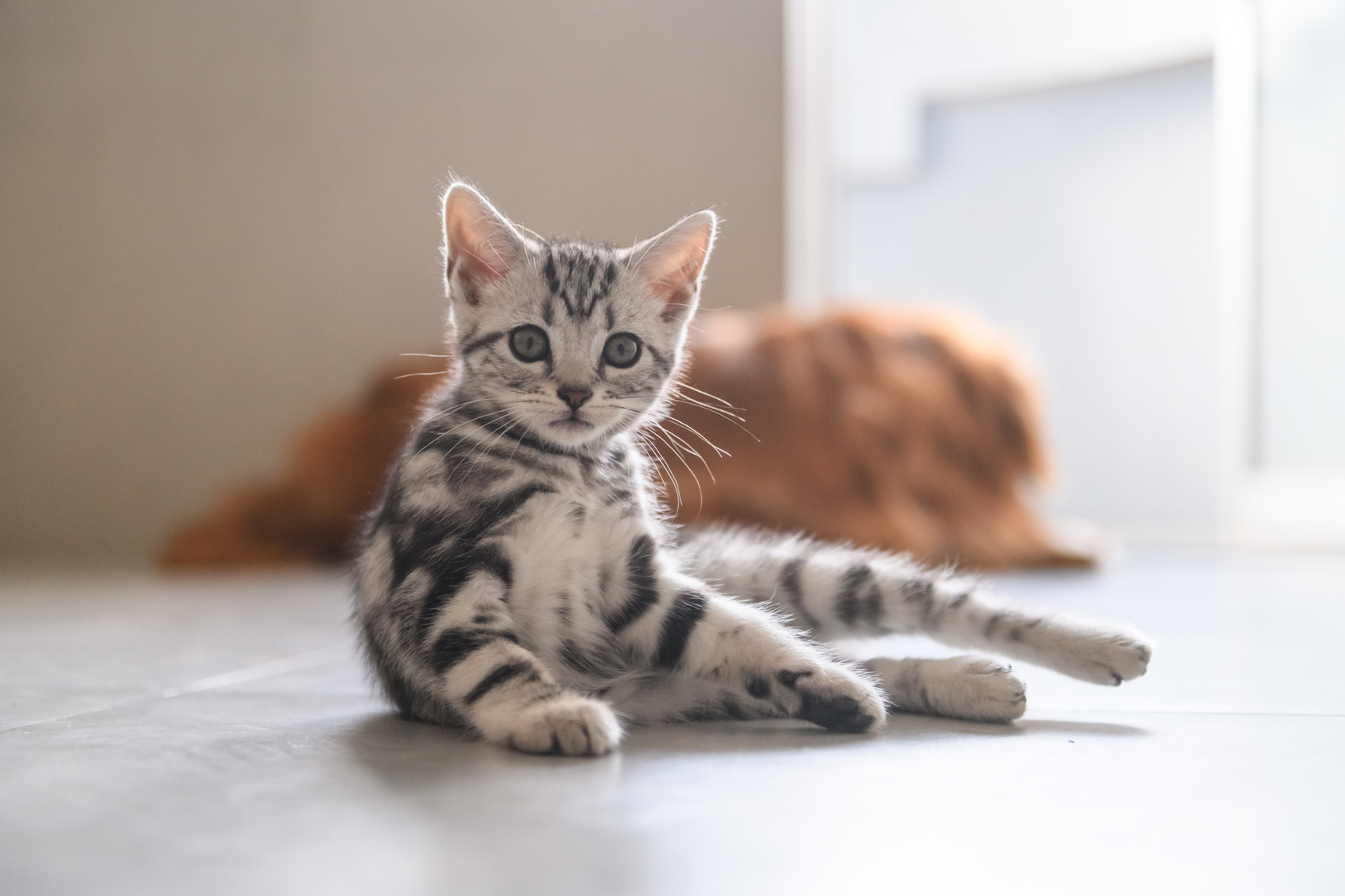 2012年にAIの歴史が動いた!ついに猫認識に成功した「Googleの猫」