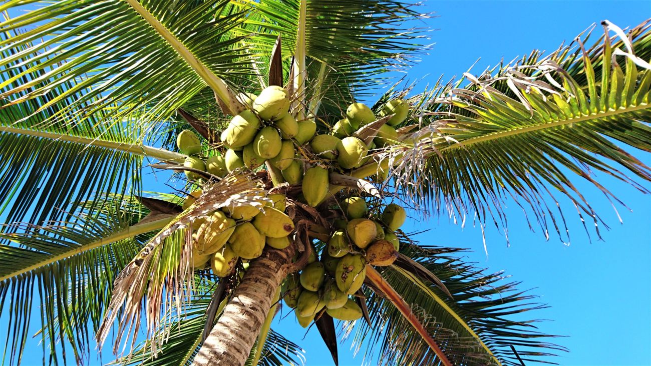 飛行機で「隣の席になったギャル」とカリブ海に行った話