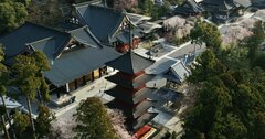 日本の絶景、身延山・久遠寺のシダレザクラ