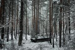 ロシアが木材略奪か、農地と穀物に次いで