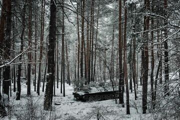 ロシアが木材略奪か、農地と穀物に次いで