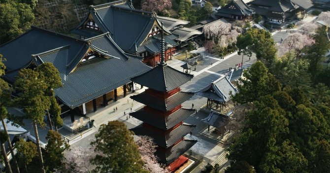 身延山・久遠寺のシダレザクラ