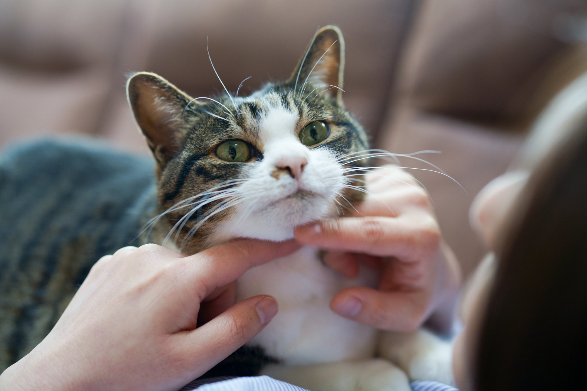 「全ての飼い主は猫様のお世話係である」愛猫家がGWにゆる~く教える“猫あるある”