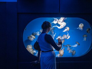 ウクライナのクラゲ水族館、戦時下の癒やしに