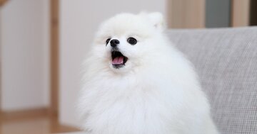 日本の犬はいつから「ワン」と鳴き始めた？平安時代の鳴き声がかわいすぎた！