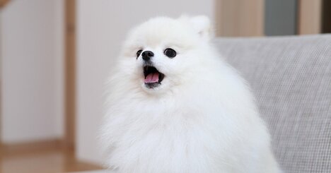 日本の犬はいつから「ワン」と鳴き始めた？平安時代の鳴き声がかわいすぎた！