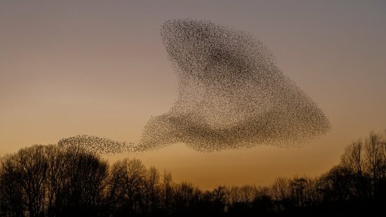 「100万羽」以上の集団で夕方の空を舞い、ほぼ完璧な調和を保ったまま飛び続ける…中世のヴァイキングから“黒い太陽”と呼ばれた「すごい鳥」とは？