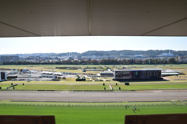 東京競馬場のターフコースが