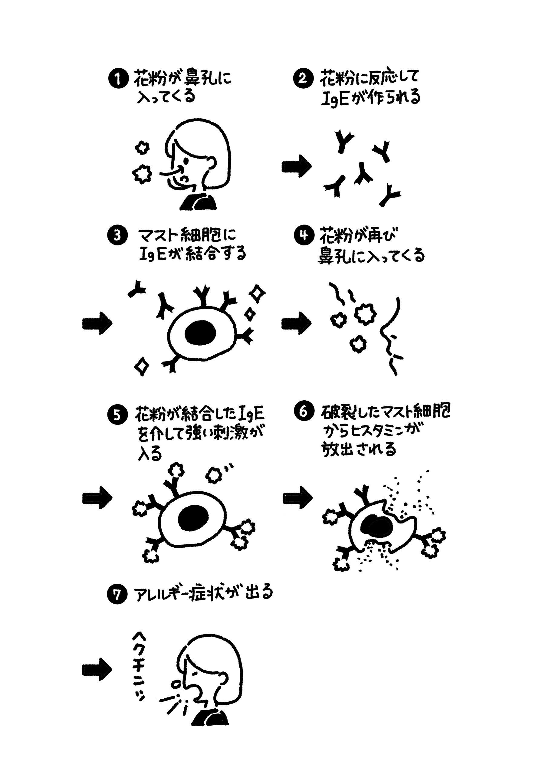 「花粉症」を引き起こす抗体のはなし