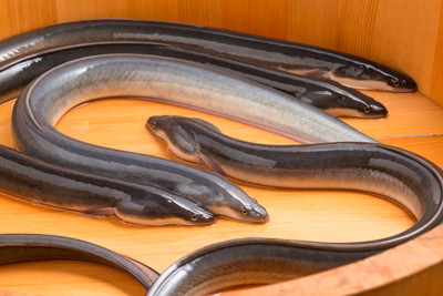輸入魚の36％が「密漁品」の衝撃、北朝鮮や犯罪集団も関与