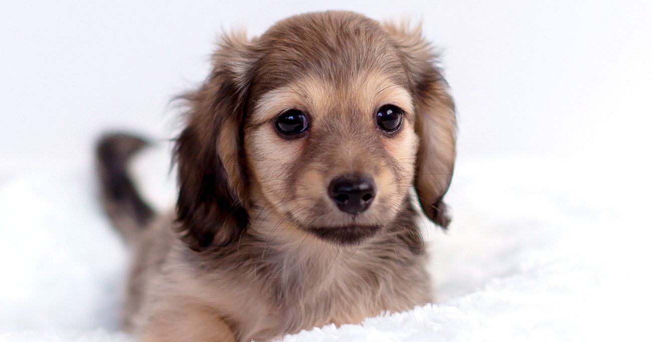 犬は人間の わざと わざとじゃない 行動を区別できるのか 51匹で検証 ヘルスデーニュース ダイヤモンド オンライン 犬は人間の わざと わざとじゃない 行動を区別できるのか 51匹で検証 ヘルスデーニュース ダイヤモンド オンライン