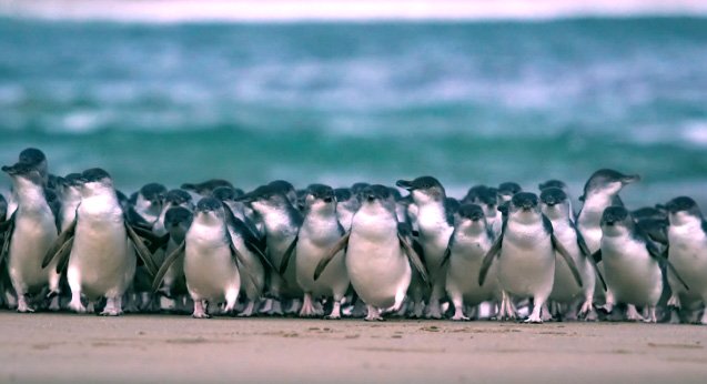 ペンギンパレード