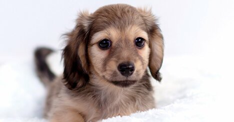 犬は人間の「わざと／わざとじゃない」行動を区別できるのか、51匹で検証