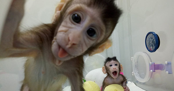 クローン猿誕生で真に危惧すべきは「人間複製」への応用ではない