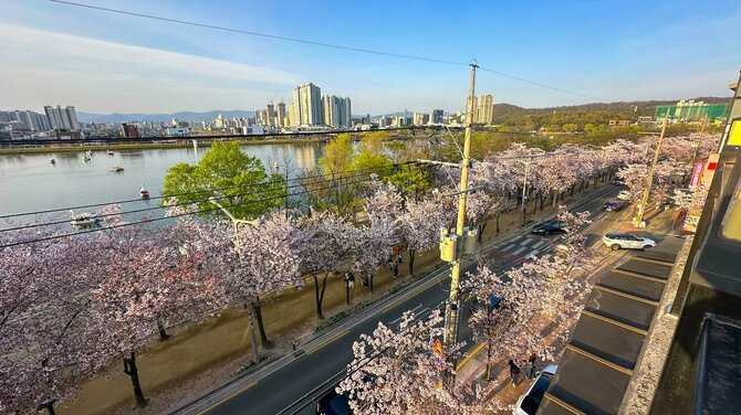 【韓国でも桜を楽しめる!?】韓国旅行でオススメの桜の観光地5選