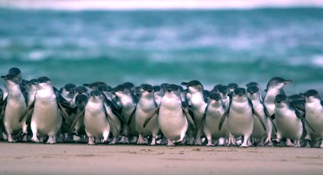 ペンギンパレード 毎日ライブ配信中 オーストラリア フィリップ島より 地球の歩き方ニュース レポート ダイヤモンド オンライン